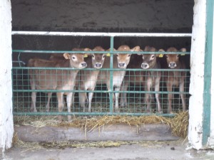 Jersey Cows at Abbett Dairy Farm, England